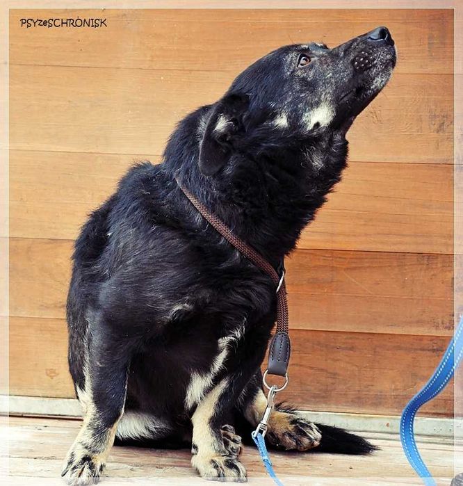Spokojny Black szuka domu