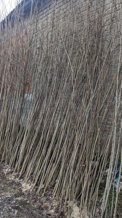 Klon O. 10-20 cm zwyczajny, jawor, jesionolistny duże drzewa