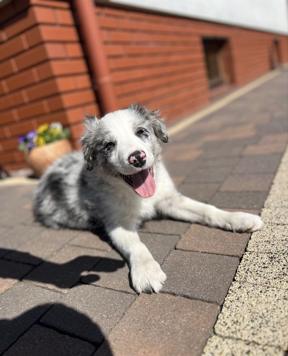 Border Collie - blue merle