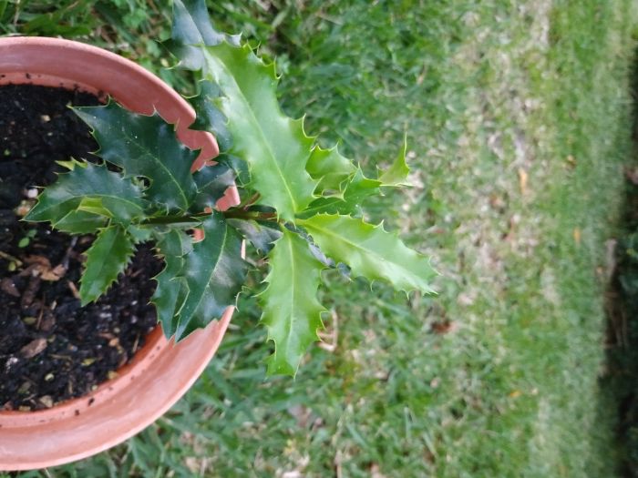 Azevinhos em vaso