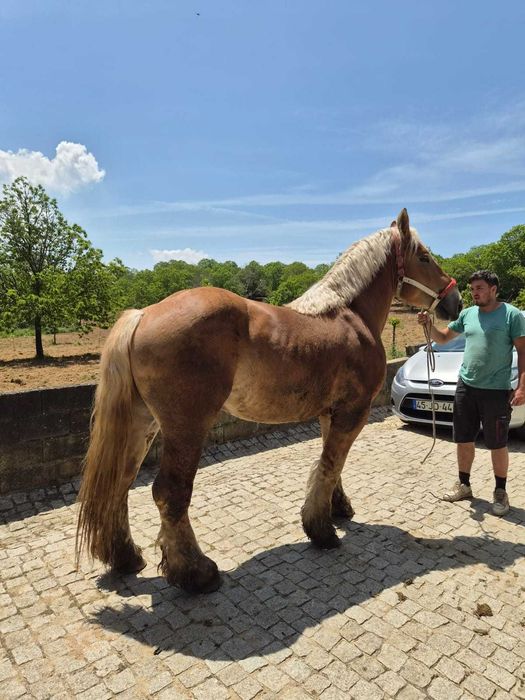 Cavalo Breton puro