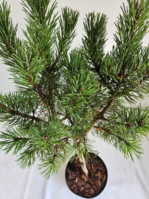 Kosodrzewina Winter Gold 100cm – ozdobna sosna szczepiona na pniu