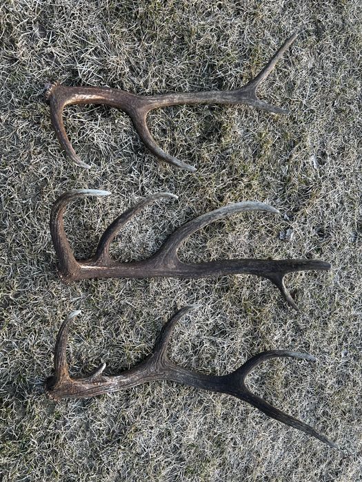 Poroże jelenia zrzuty świeze 3 szt