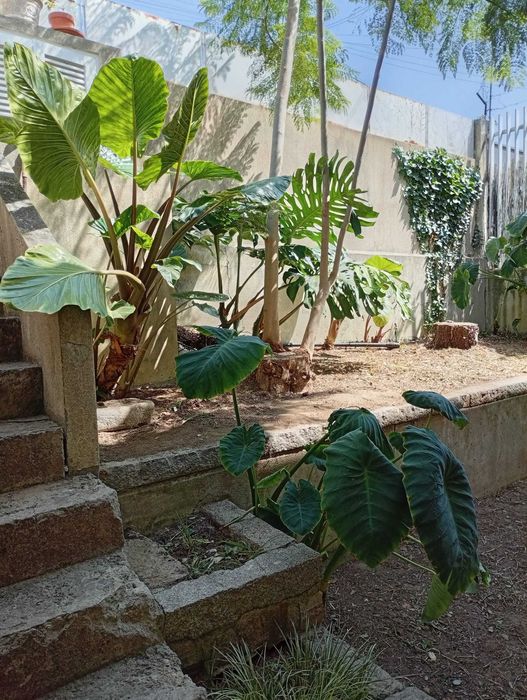 Serviços de Jardinagem e Limpeza de Terrenos - Manuel Santos
