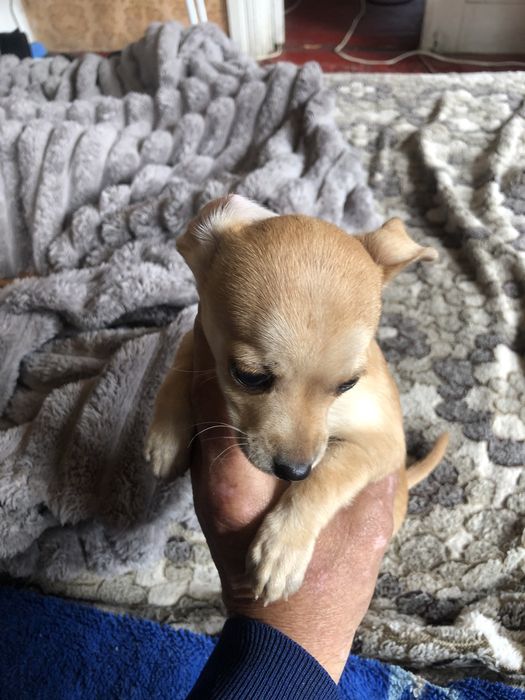 Той -терьер три мальчика