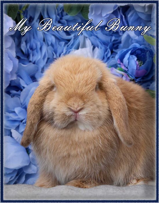 Młody Królik Mini Lop - Harlequin - Hodowla