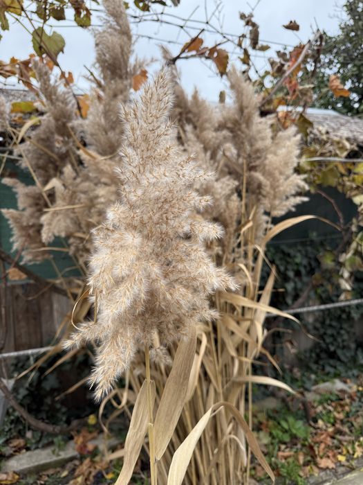 Пампасна трава, очерет, комиш