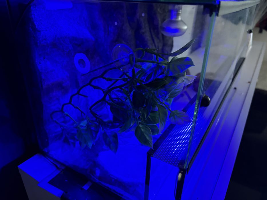 Terarium dla gadów