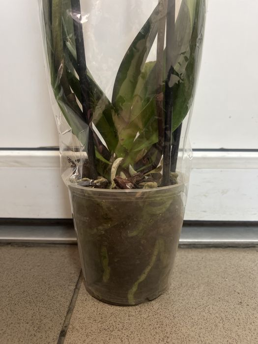 Орхідеї перецвівші