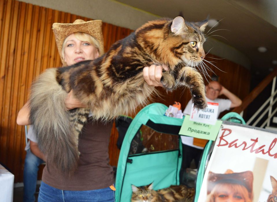 Дівчинка з відомого розплідника Bartalameo Акційна ціна