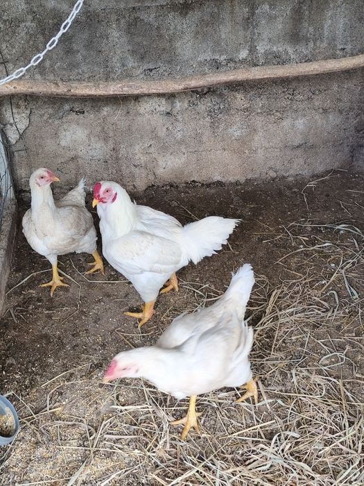 Ovos de Galinhas de Raça
