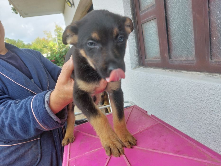 Cães para adopção