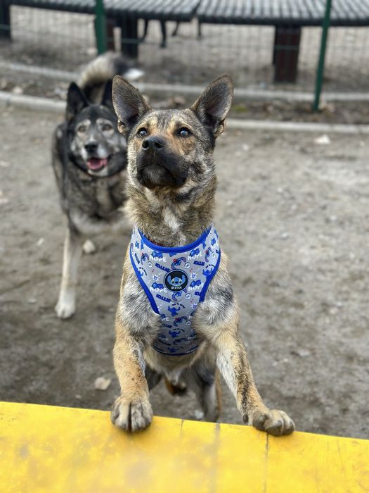 Тайгер ищет семью
