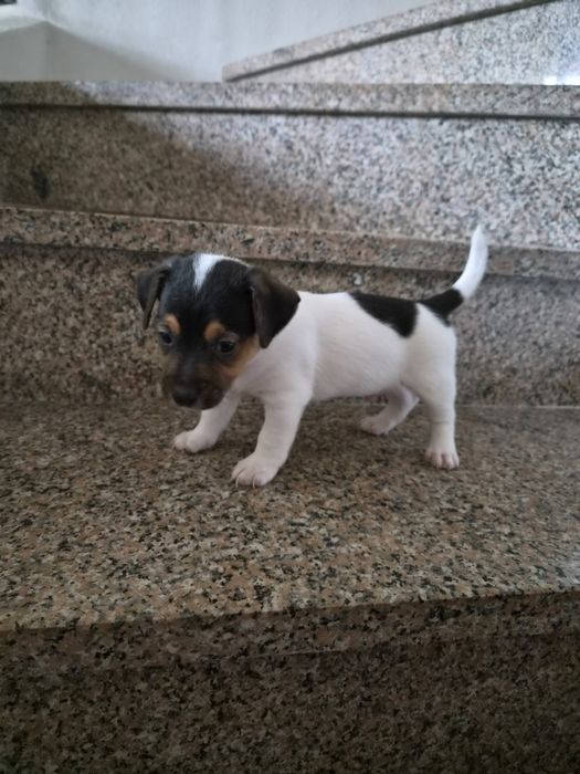 Jack russell terrier macho