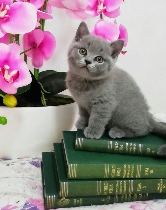 Kot brytyjski kotek Rezerwacja