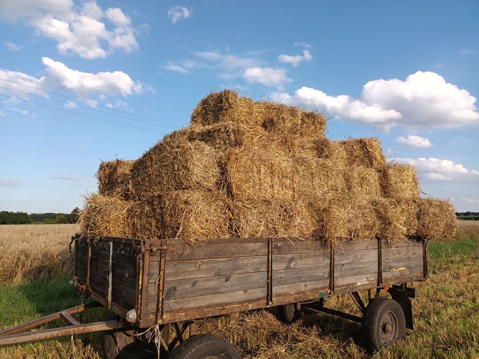 Słoma w kostce tanio
