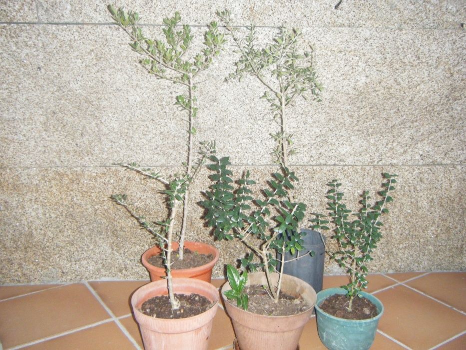 Azevinhos e Oliveiras em vasos desde: