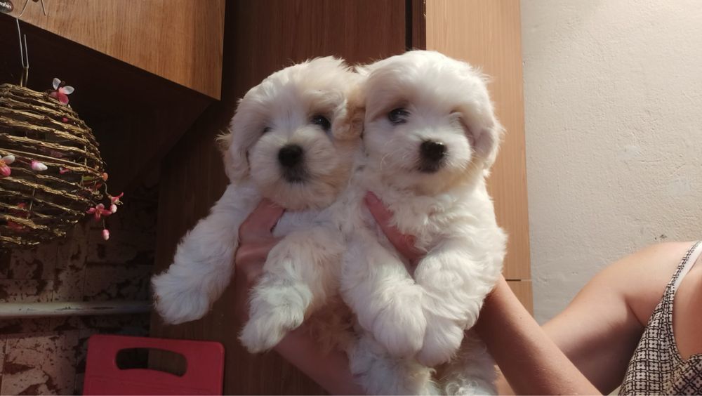 Мальтійська болонка