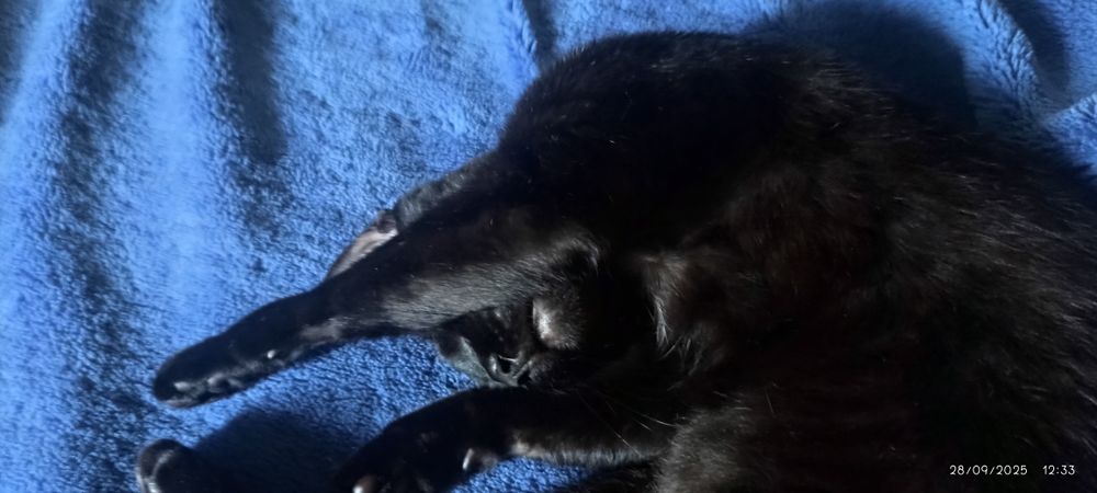 Hotel e Petsitting Patas & Bigodes