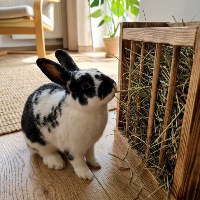 Siano łąkowe dla królika 4kg bez kurzu | świeże | króliki jedzą chętniej