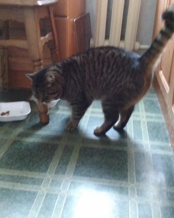 Отдам кошку лесного окраса,  стерилизована, привита, 5 лет