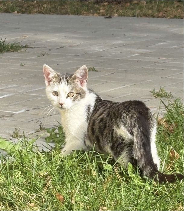 Wydam male kotki