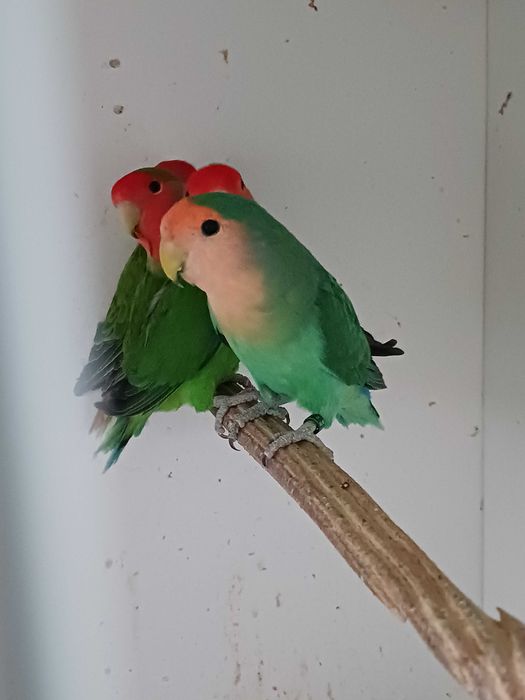 Agapornis Longfeather