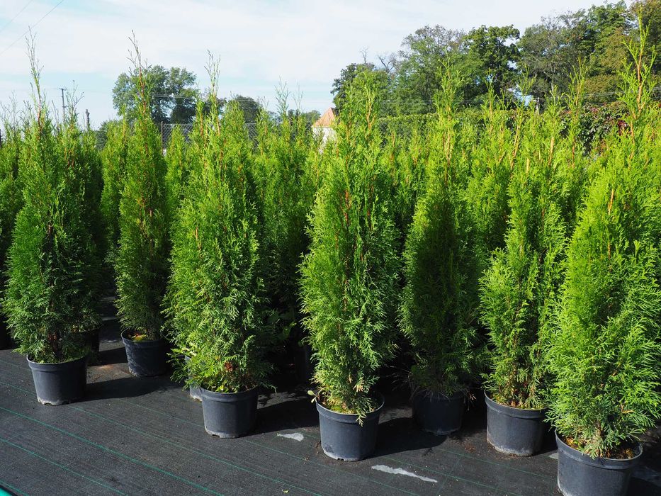Tuja tuje szmaragd  szkółka roślin 80-110cm promocja