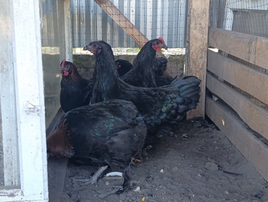 Кури породи Австролоп