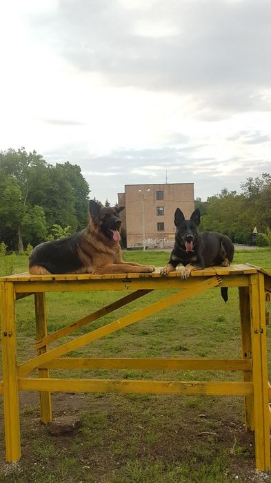 Кинолог. Профессійне дресерування собак.