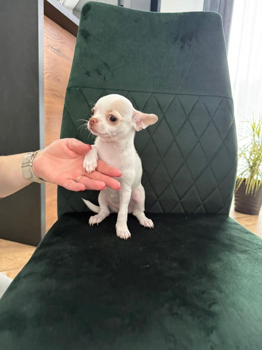 Chihuahua suczka szczenię