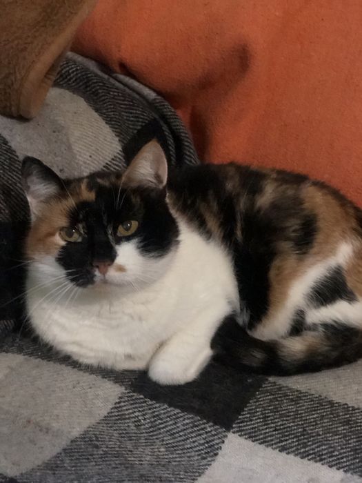 Кошечка Марта ждёт свою семью