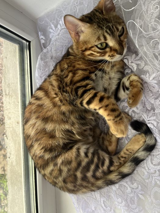 Бенгальські котенята