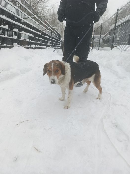 Pies Bumer do adopcji. Za darmo