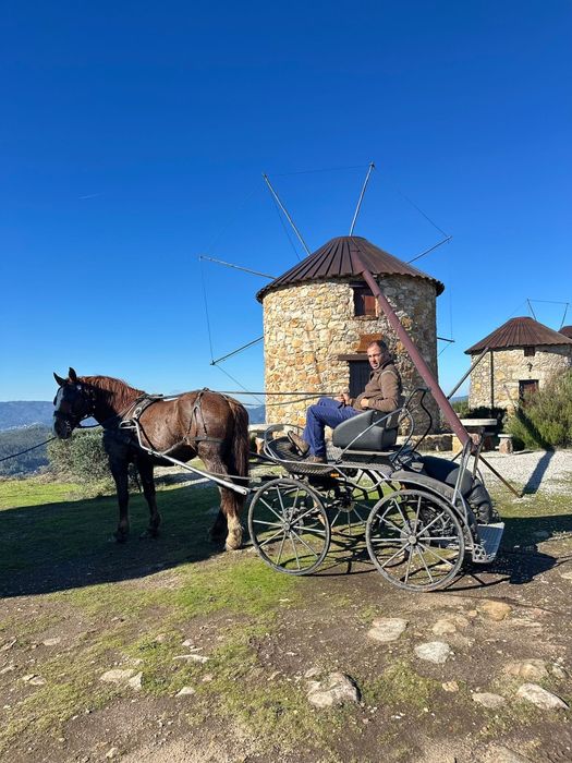 Vendo égua Breton