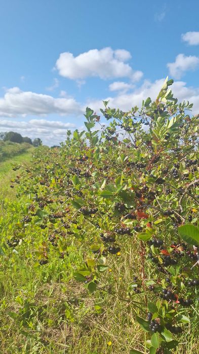 Aronia czarnoowocowa Ekologiczna