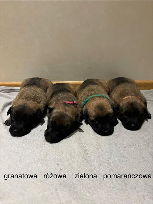 Szczenię owczarka belgijskiego