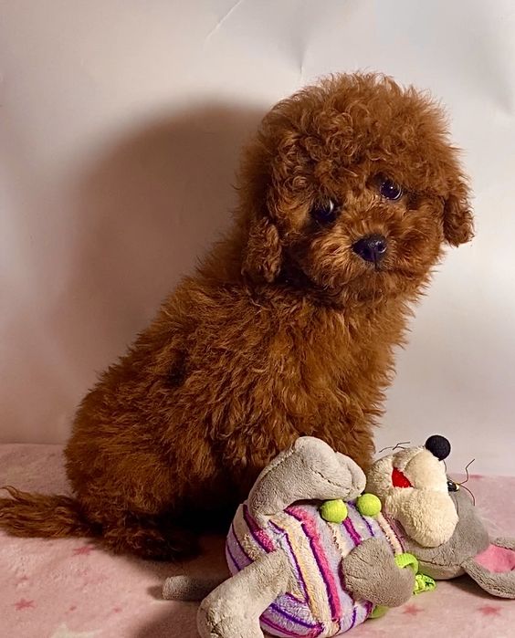 Чудові малюки міні мальтипу , той пудель