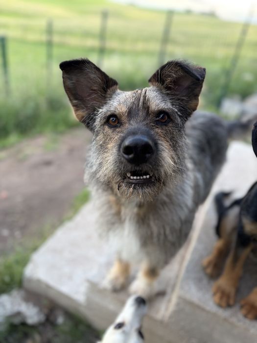 Mądra i kochająca dzieci Alma (3 lata) do adopcji