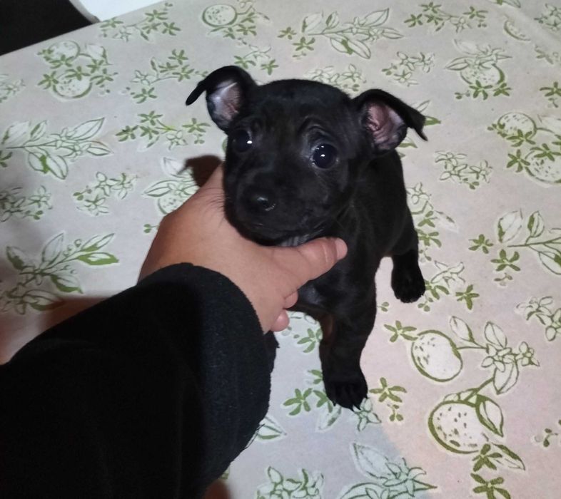 Pinscher fêmea black