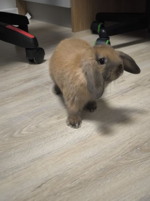 Królik   mini lop