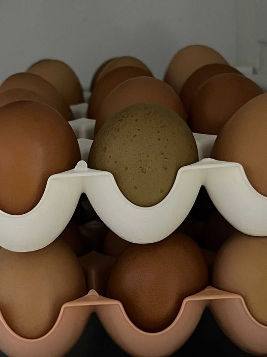 Ovos de galinhas felizes