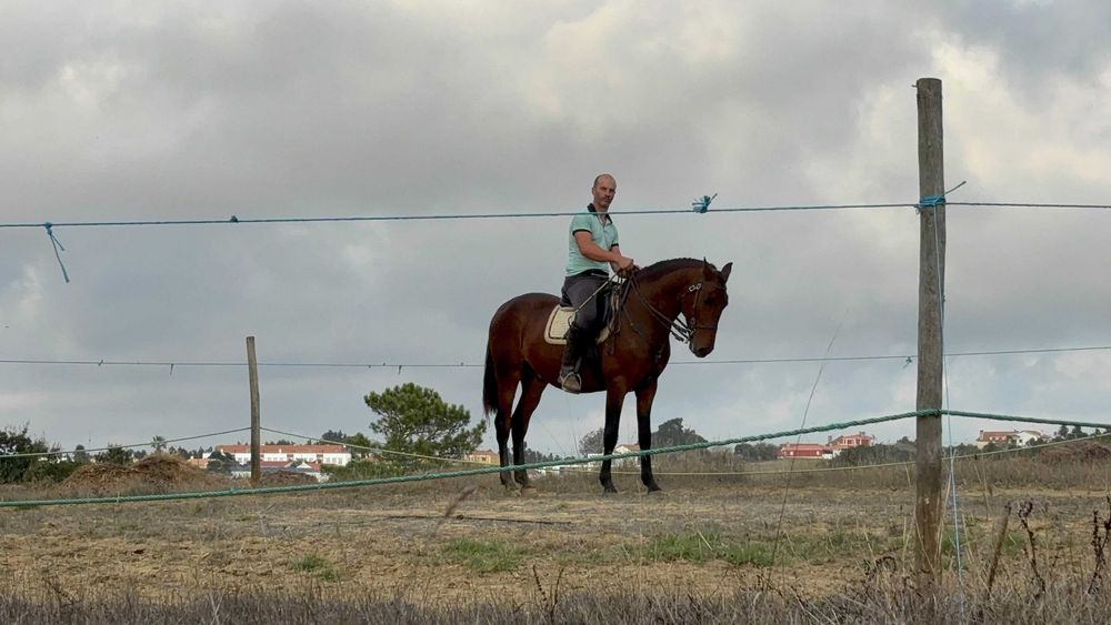 Cavalo lusitano com livro azul, castrado 5 anos montado