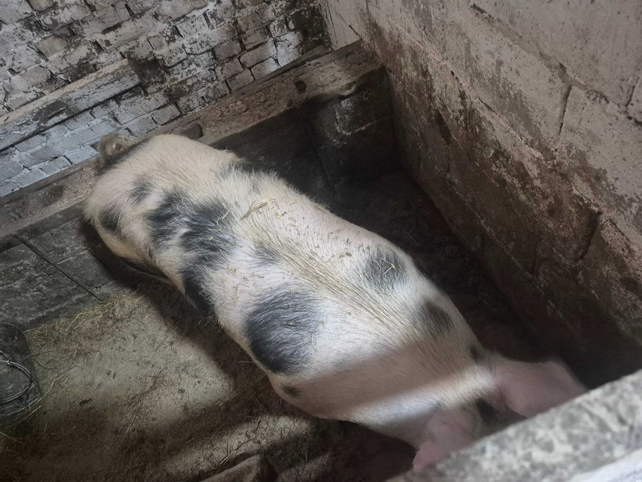 Свині на домашніх кормах