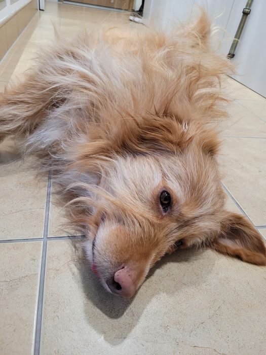 Kudłaty prosi o dom