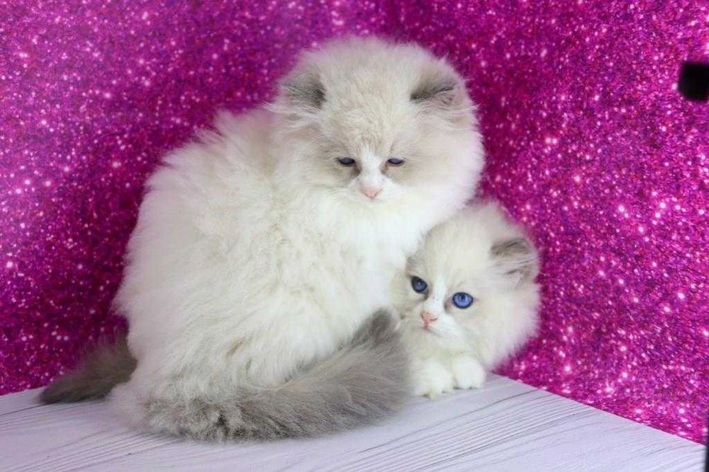 Регдолл є дуже товариською та доброзичливою породою