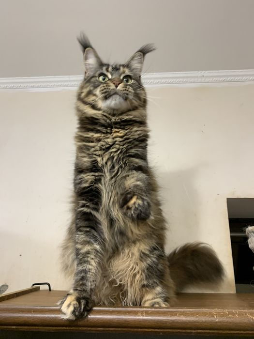 Недорого кішечка мейн-кун з документами