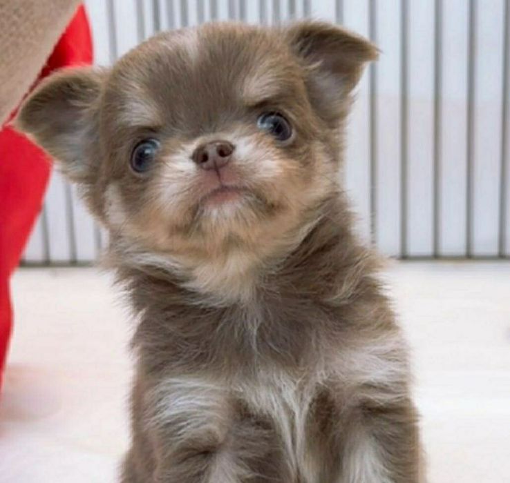 Малюки міні чихуахуа