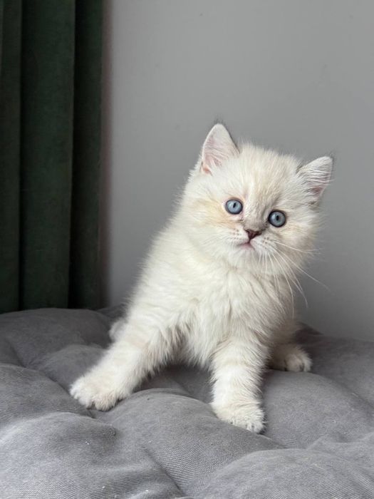 Котенок шотландский поинт Scottish 
Scottish fold