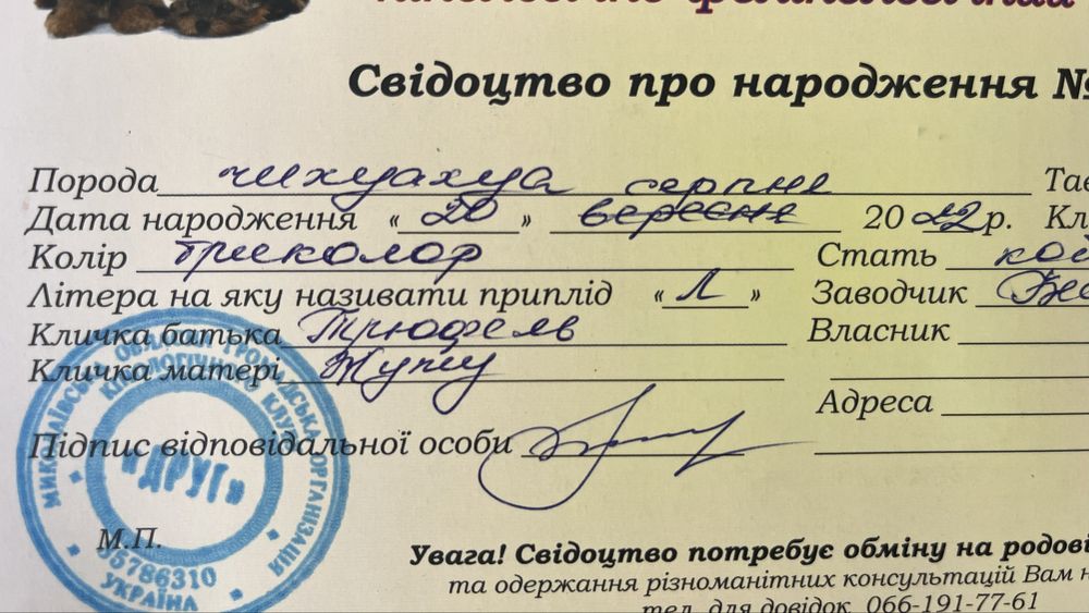 Чихуахуа. Длинношерстный, кобель. 3 года. Вязка.